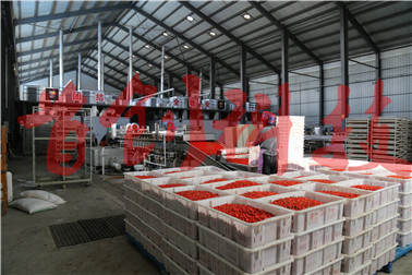 1511141084767041.jpg 枸杞生产车间2.jpg