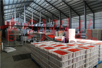 1605078347951128.jpg 枸杞生产车间2.jpg