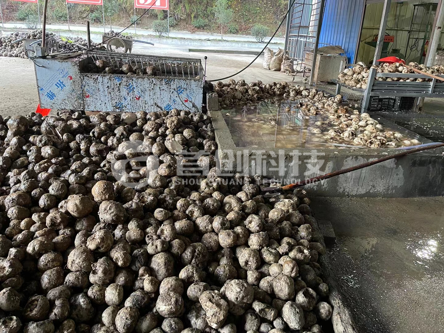 魔芋加工现场.jpg